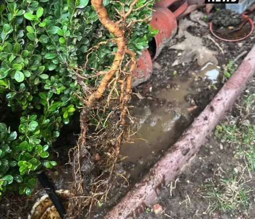 Large roots exposed beside an excavated yard drain